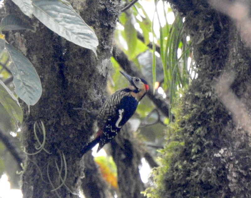Darjeeling Woodpecker - ML618359985