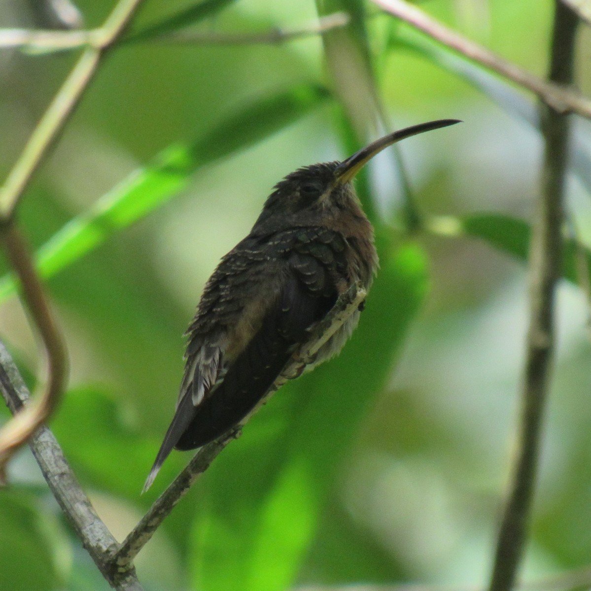 Rufous-breasted Hermit - ML618360065