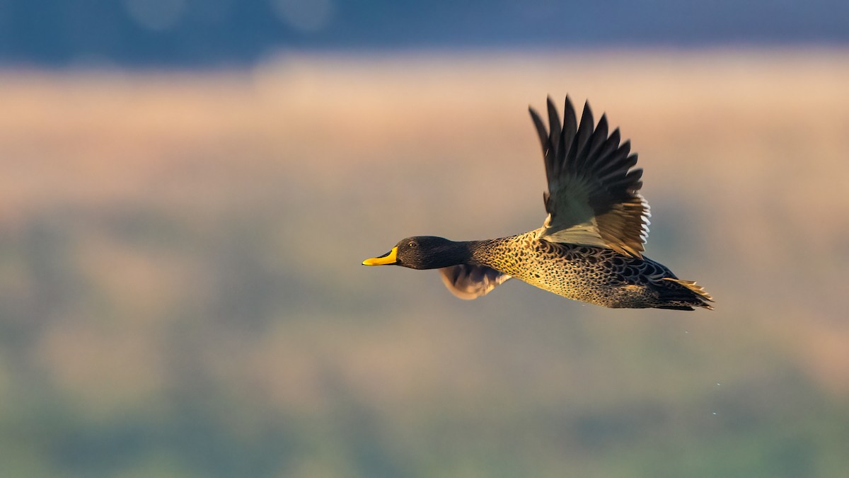 Yellow-billed Duck - Gareth Hazell