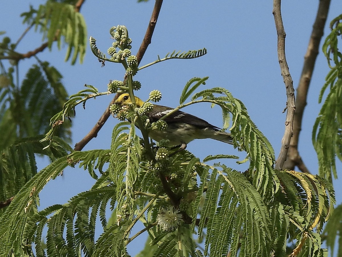 Black-throated Green Warbler - ML618360109