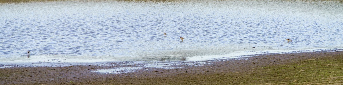Black-fronted Dotterel - James Churches