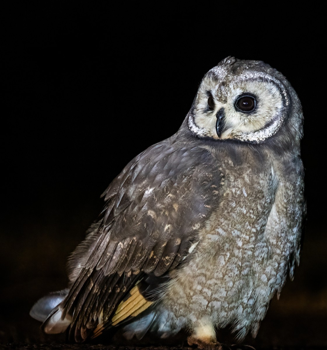 Marsh Owl - ML618360145