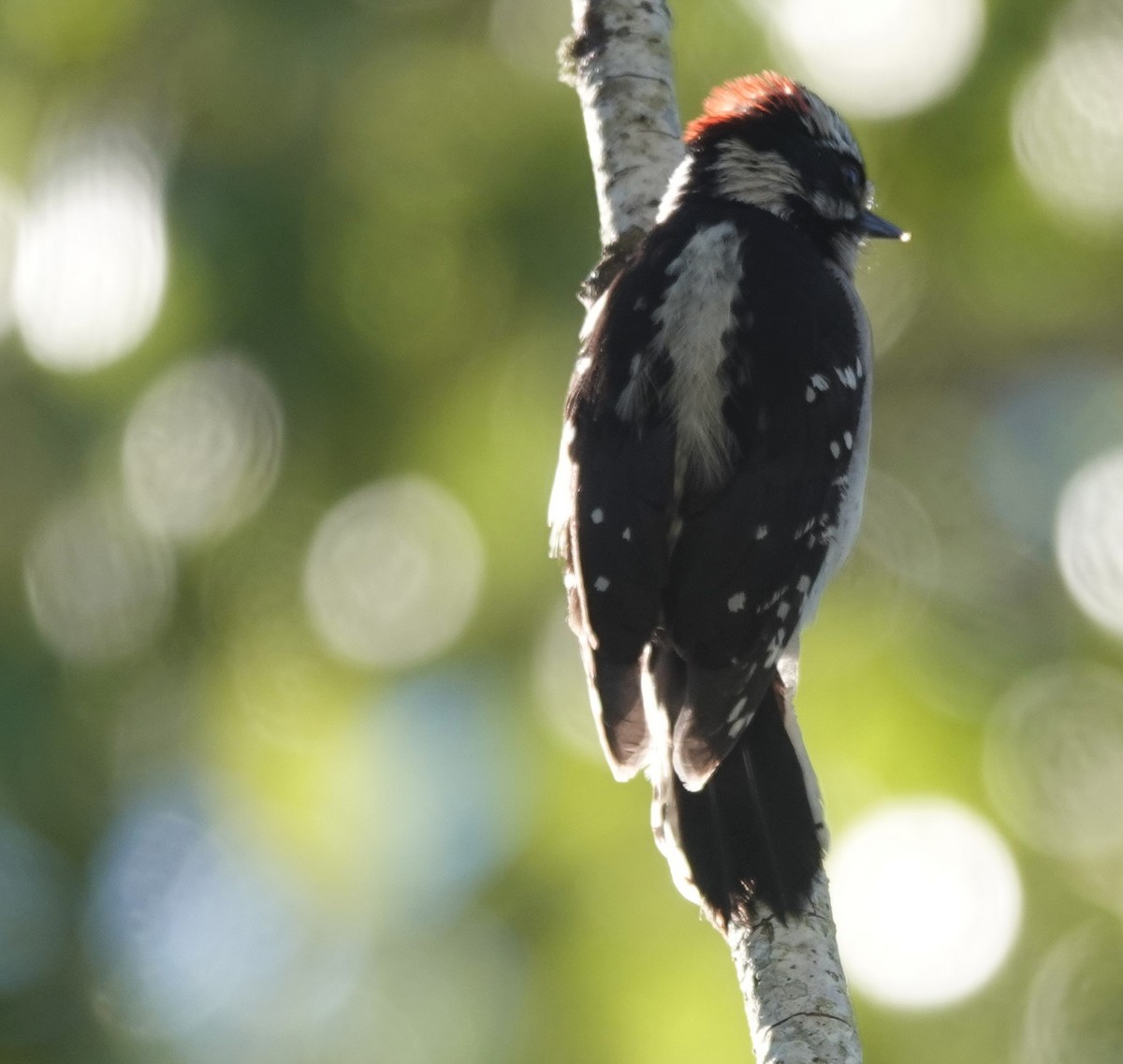 Downy Woodpecker - ML618360174