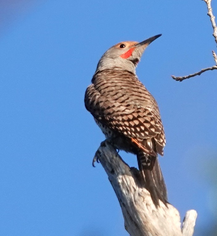 Northern Flicker (Red-shafted) - ML618360177
