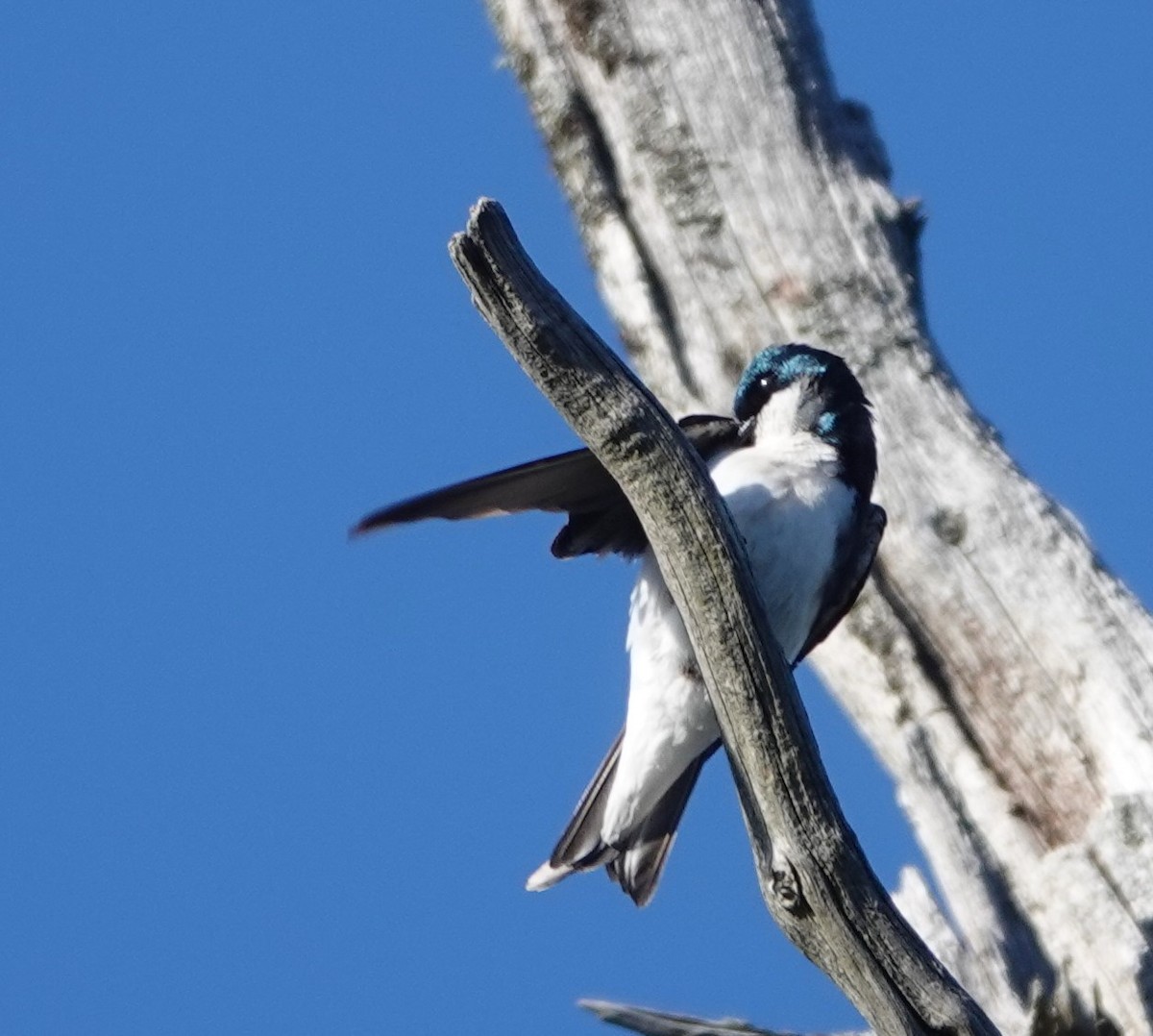 Tree Swallow - franci Holtslander