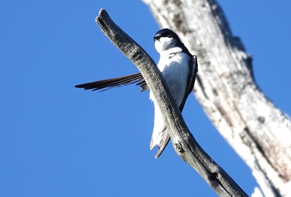Tree Swallow - ML618360182