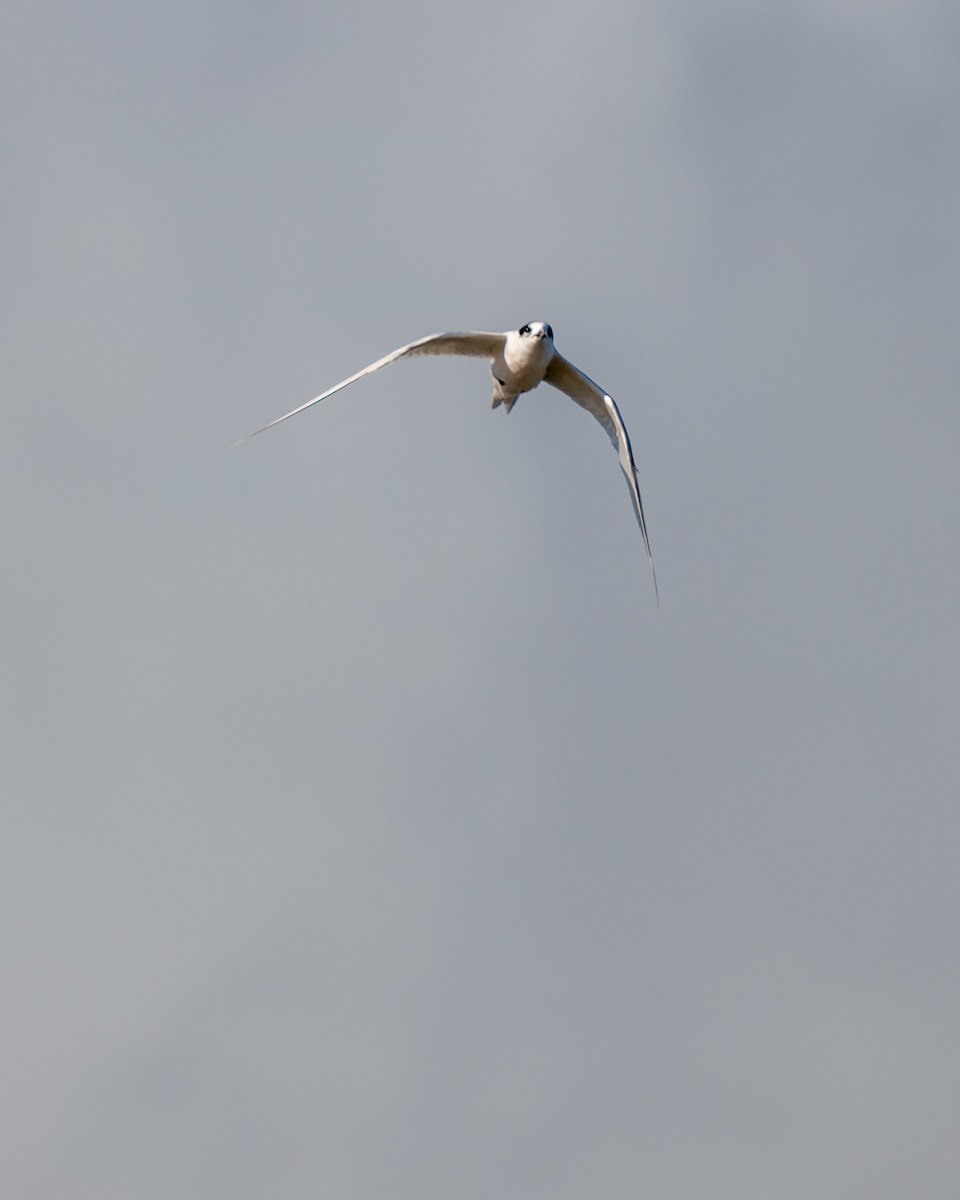 White-fronted Tern - ML618360183