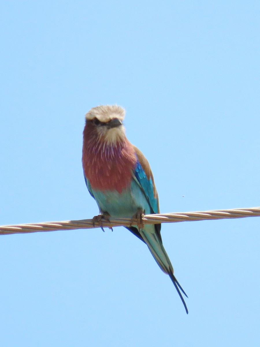 Lilac-breasted Roller - ML618360196