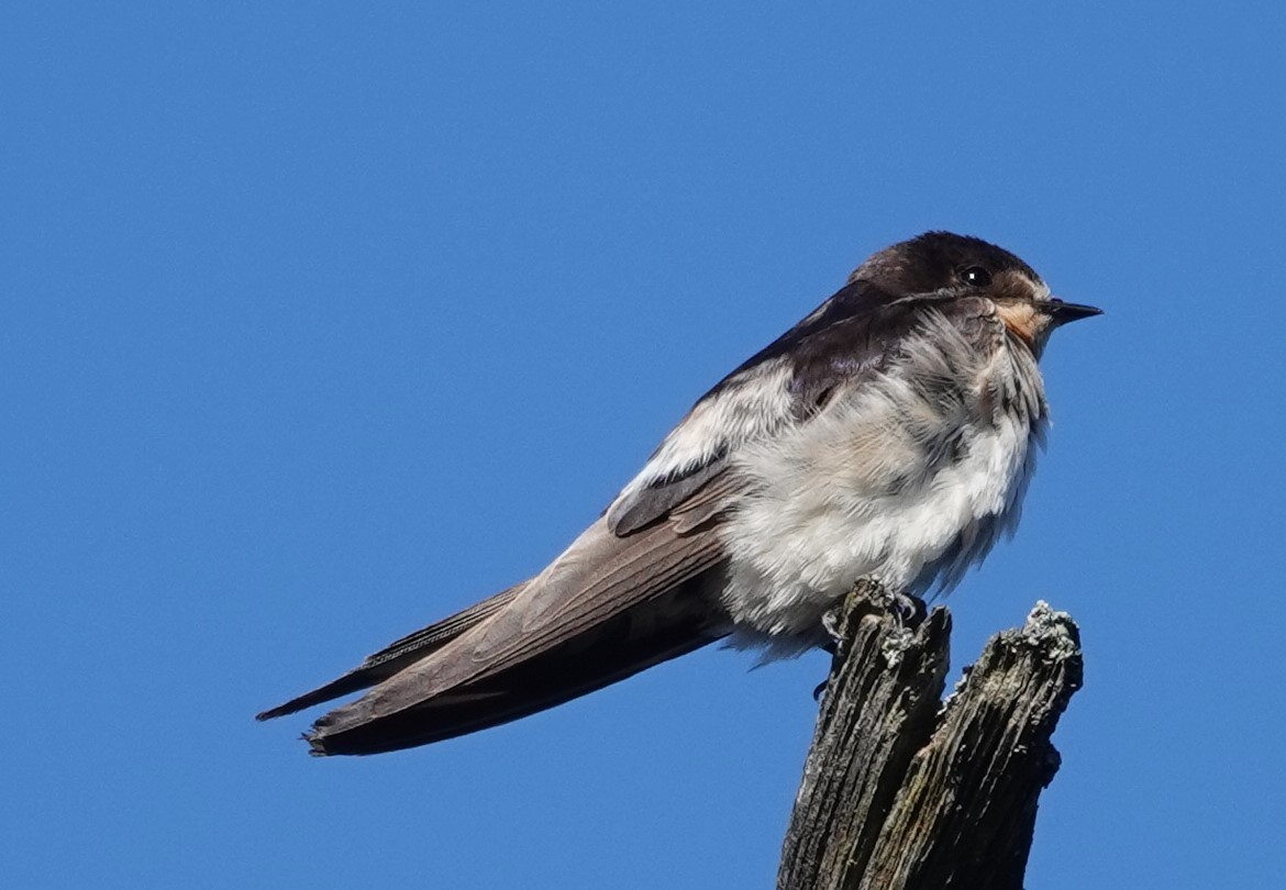 Barn Swallow - ML618360201