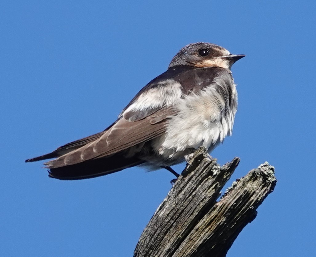 Barn Swallow - ML618360202