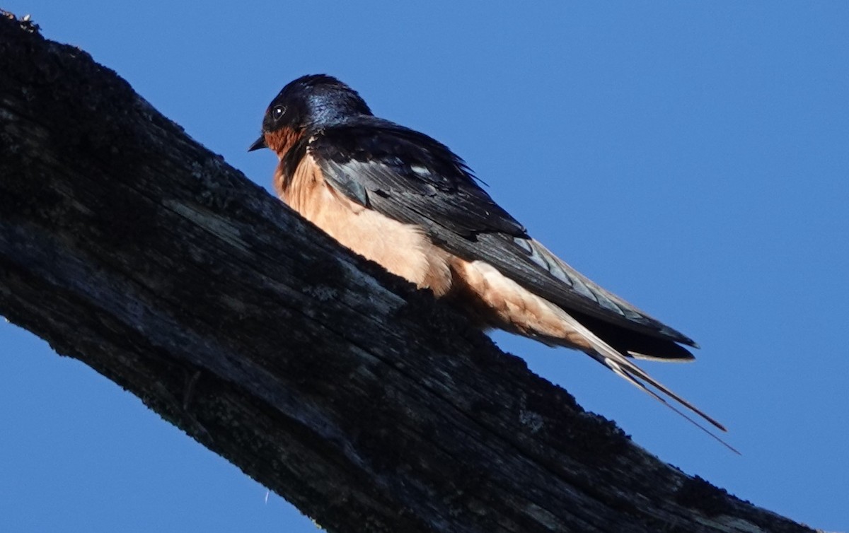 Barn Swallow - ML618360203
