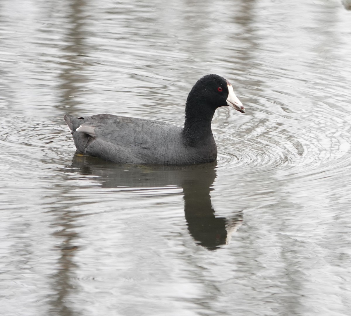 American Coot (Red-shielded) - ML618360223