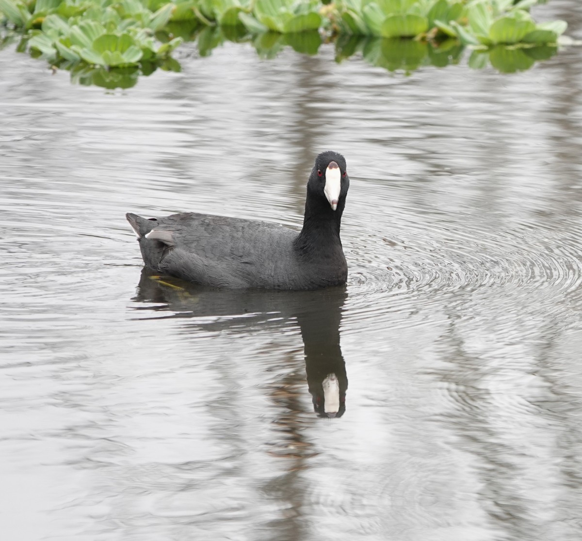 American Coot (Red-shielded) - ML618360224