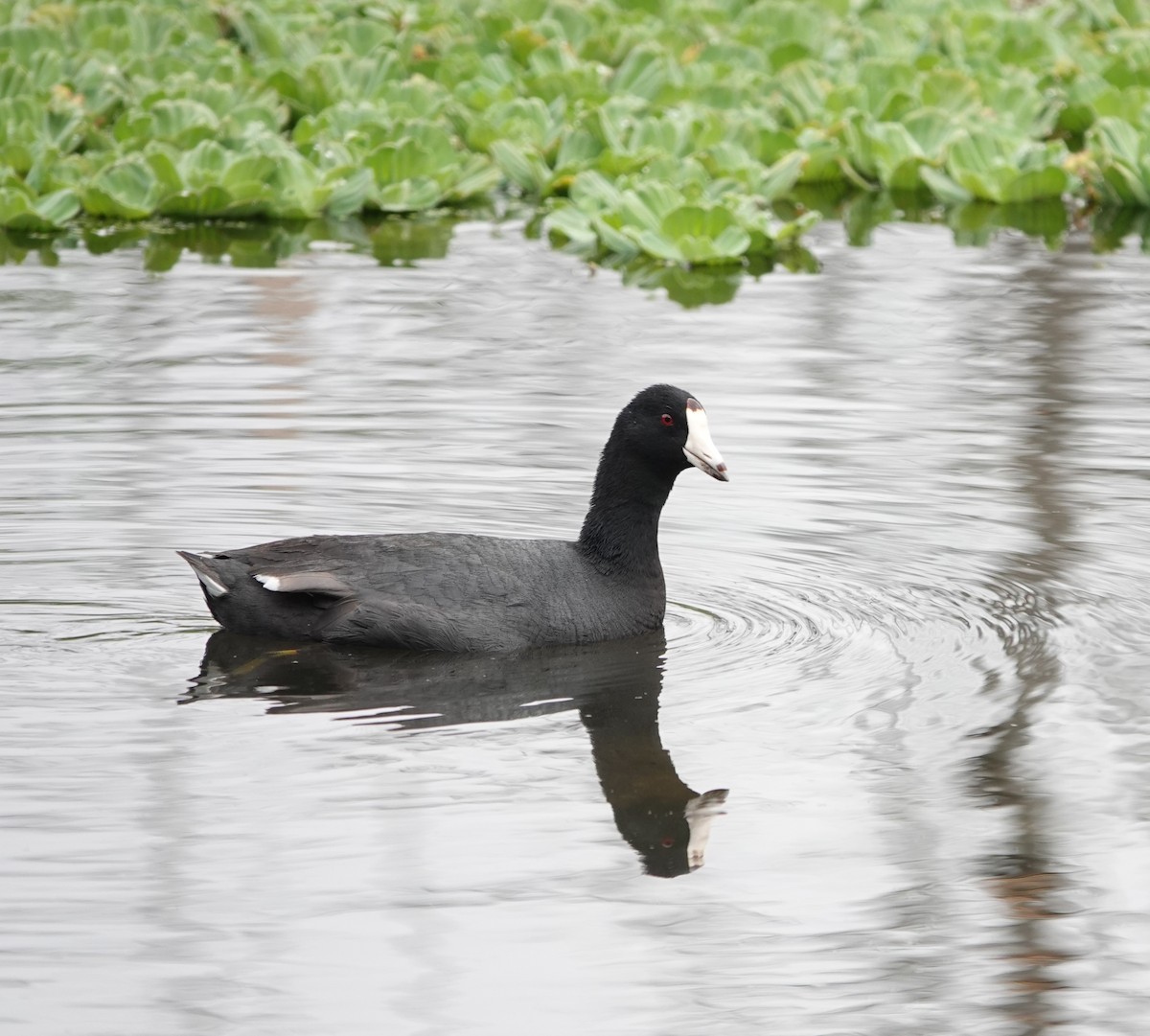 American Coot (Red-shielded) - ML618360225