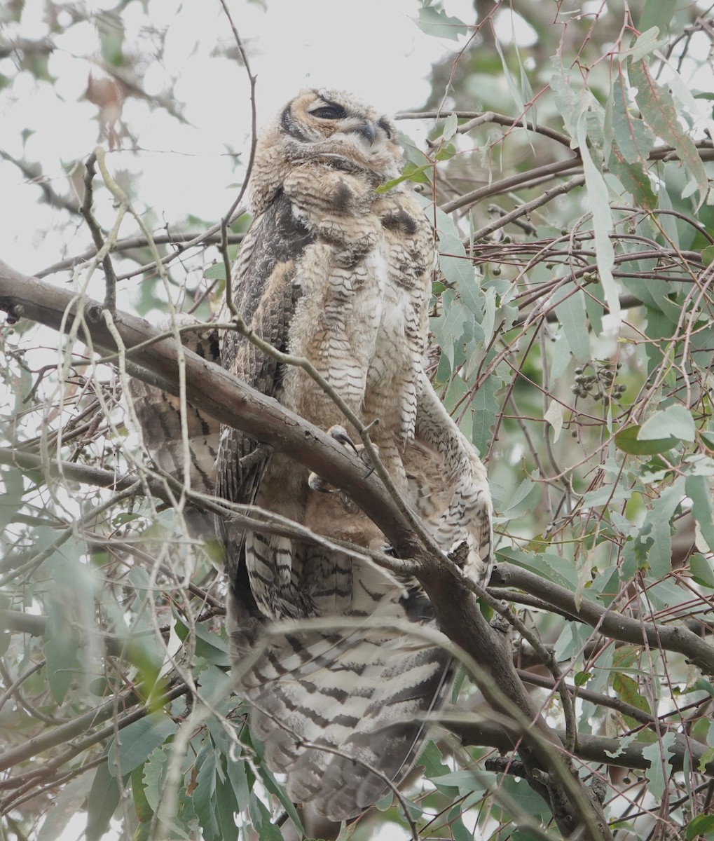 Great Horned Owl - ML618360234