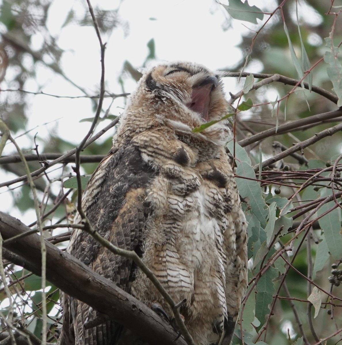 Great Horned Owl - ML618360235