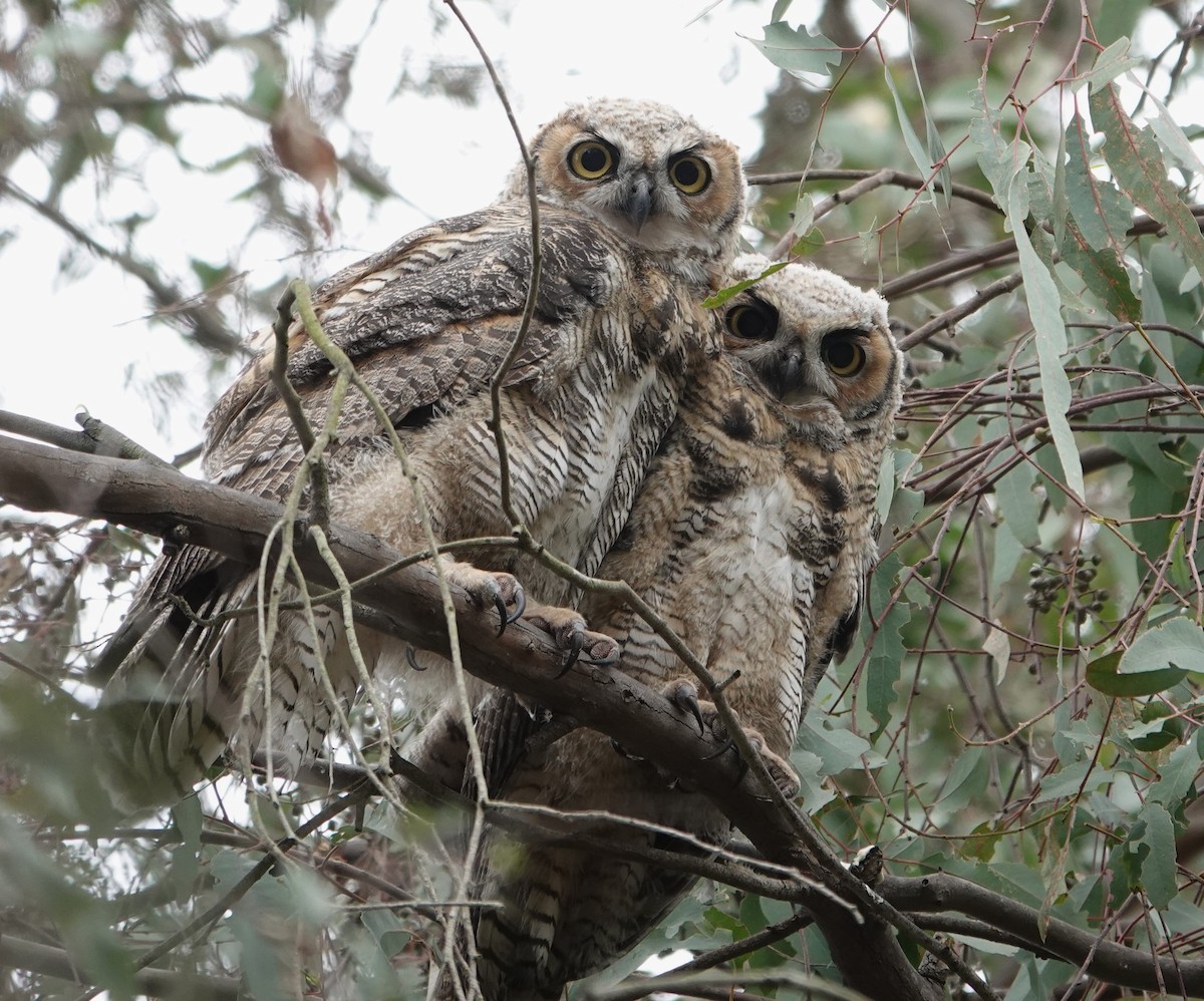 Great Horned Owl - ML618360236