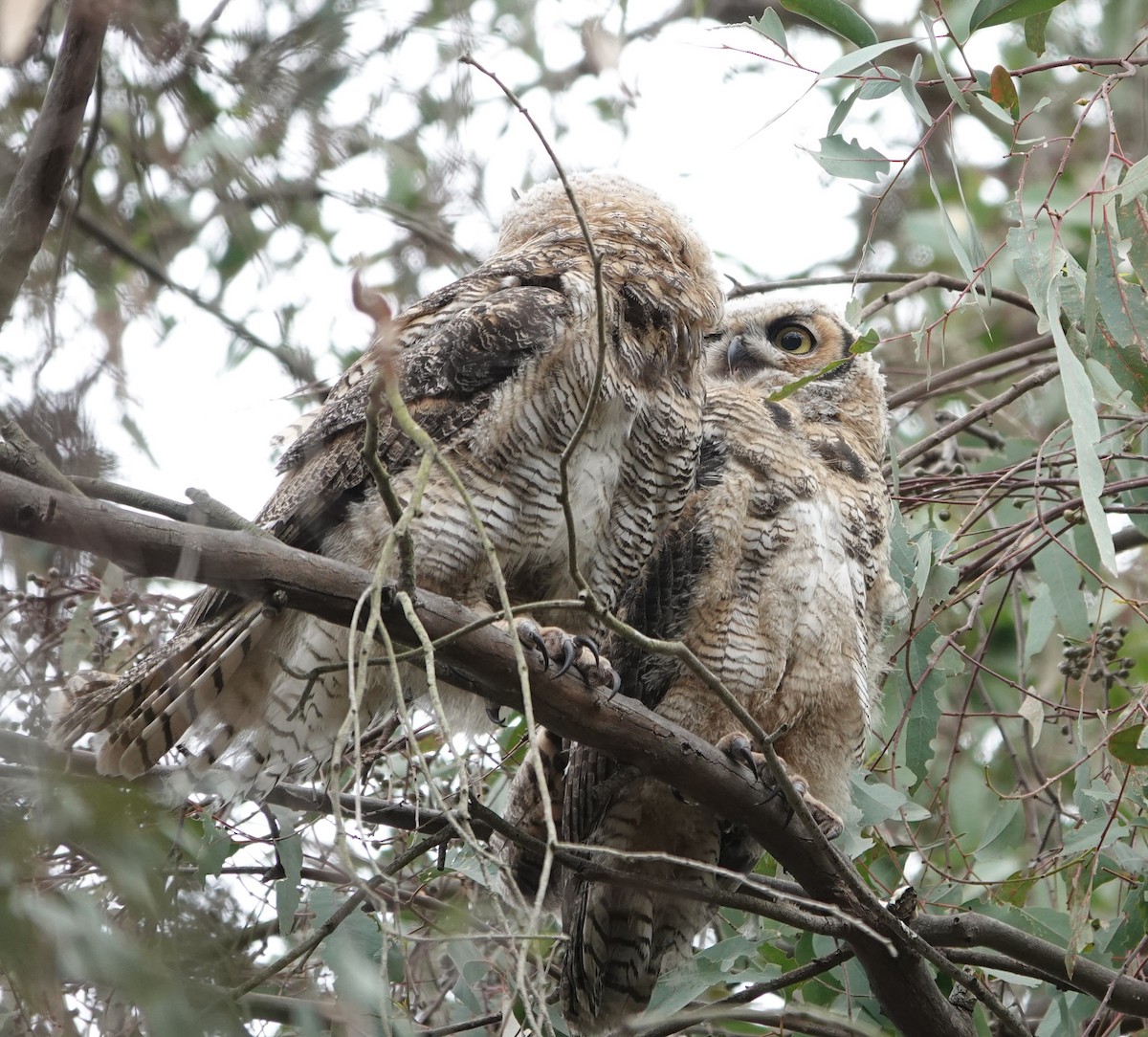 Great Horned Owl - ML618360238