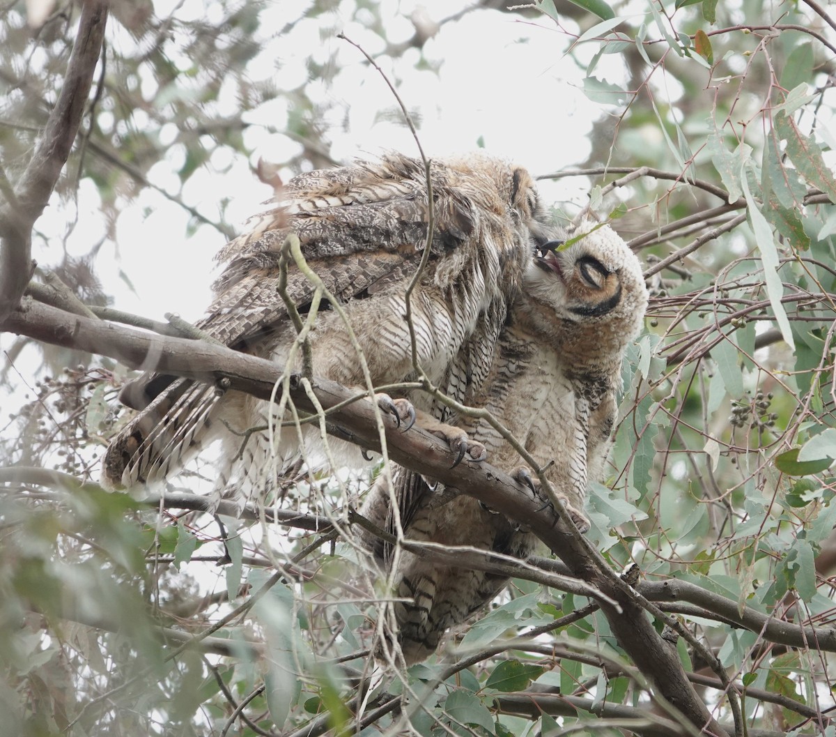 Great Horned Owl - ML618360239