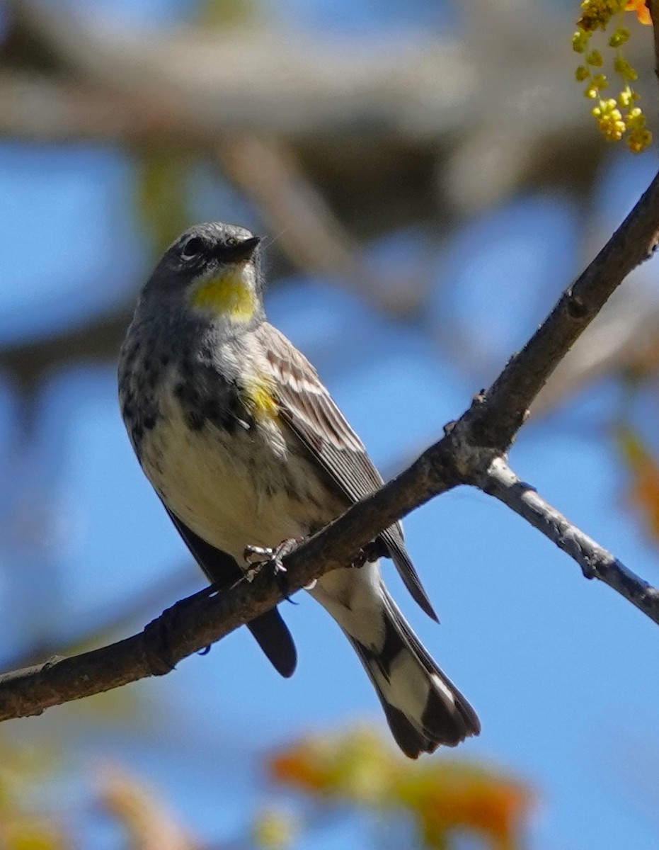 Yellow-rumped Warbler (Audubon's) - ML618360245
