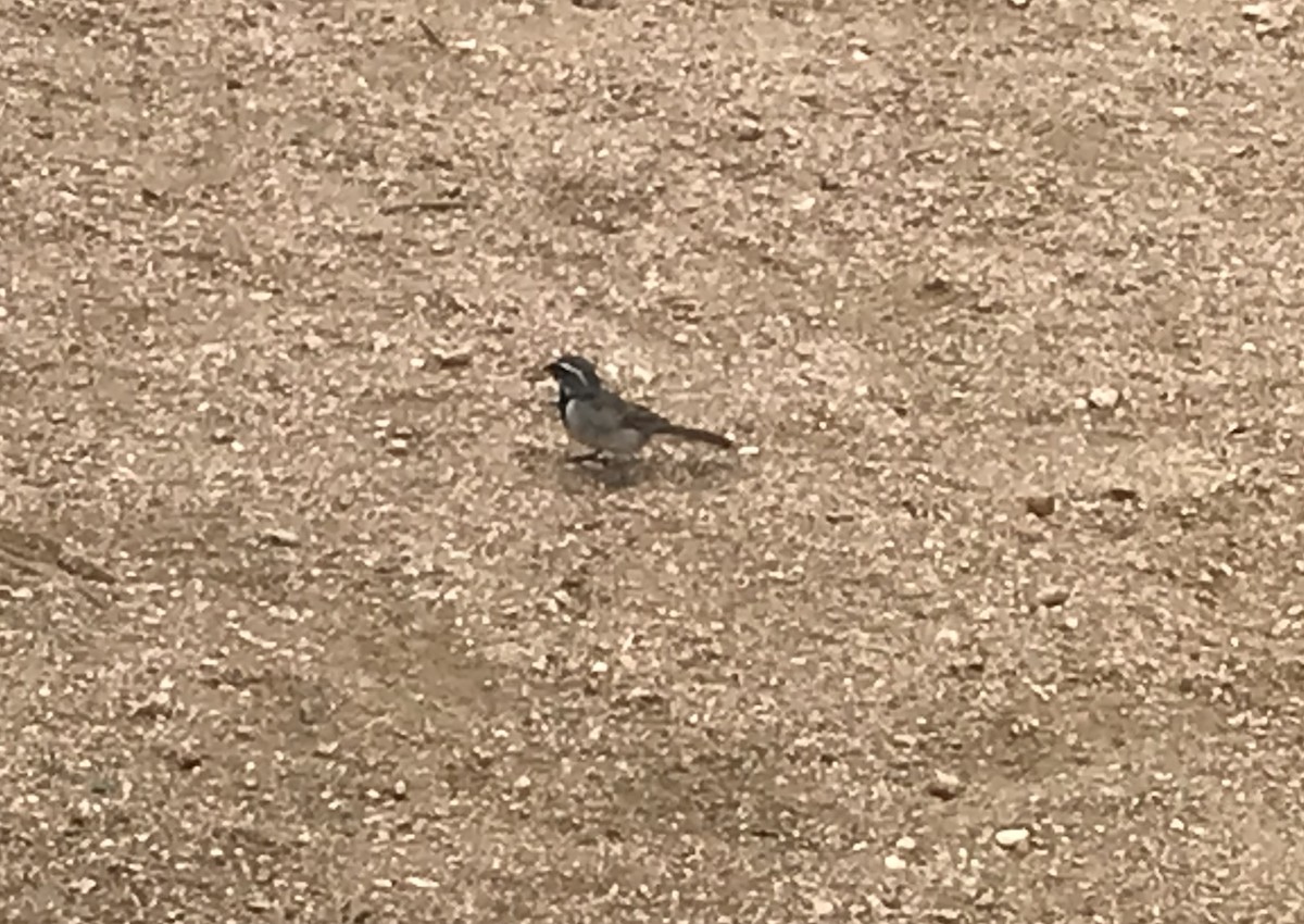 Black-throated Sparrow - ML618360246