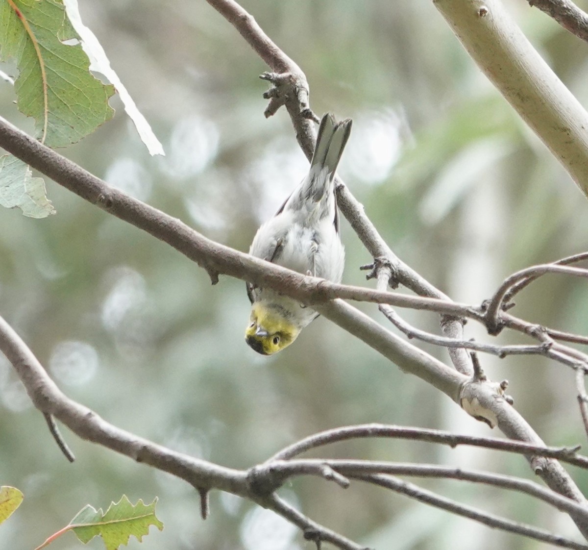 Hermit Warbler - Sylvia Afable