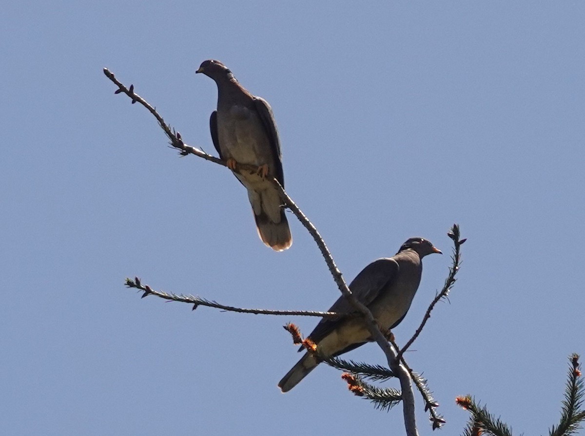 Band-tailed Pigeon - ML618360270