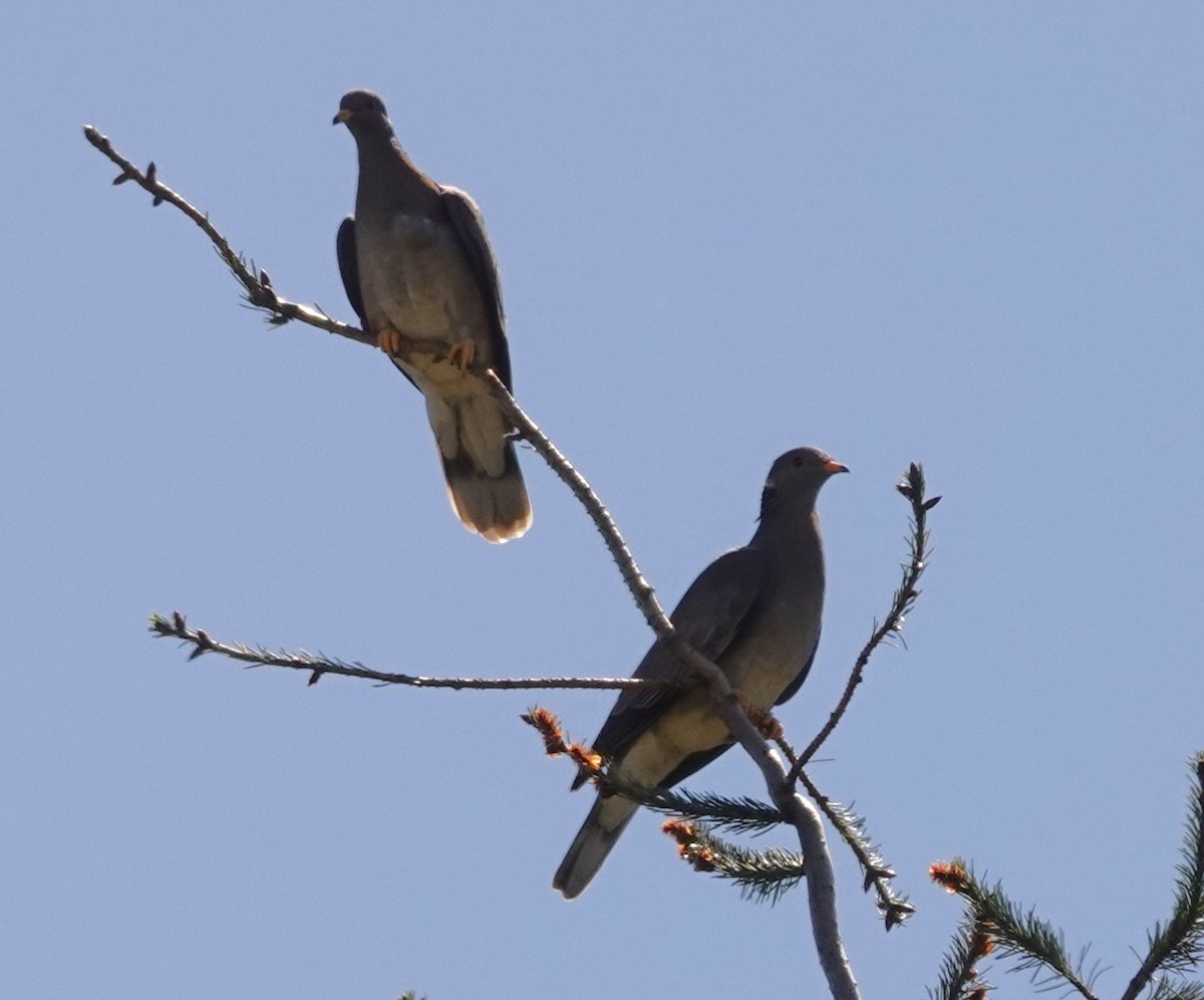 Band-tailed Pigeon - franci Holtslander