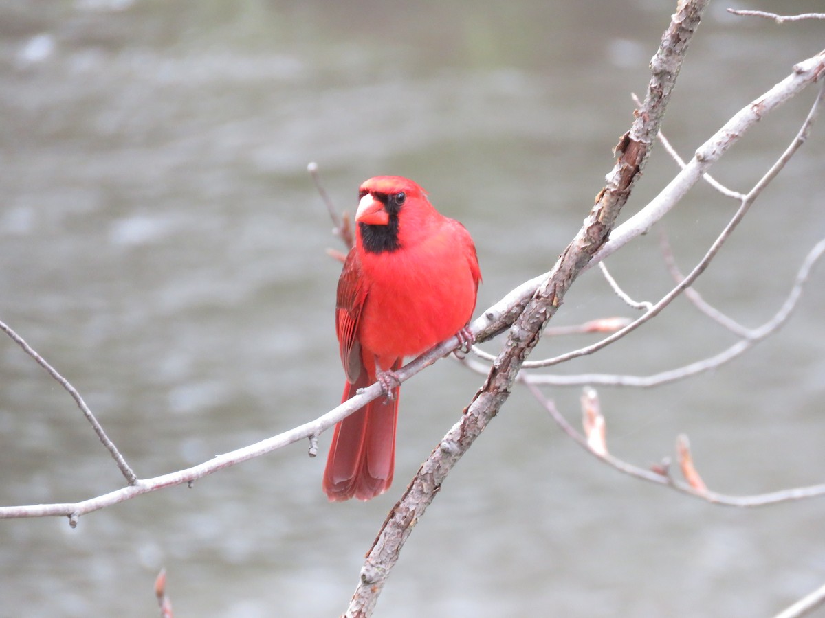 Cardinal rouge - ML618360319