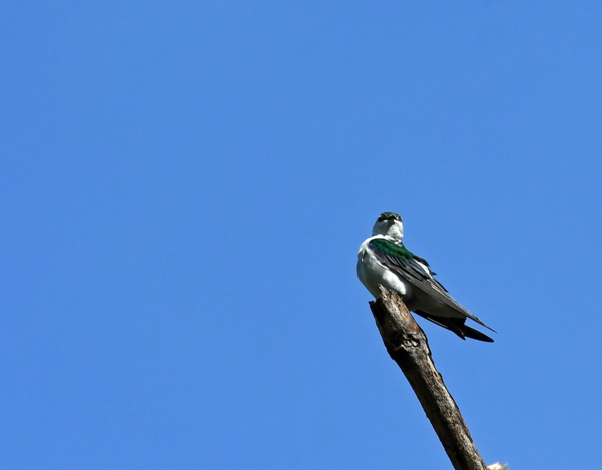 Violet-green Swallow - ML618360343