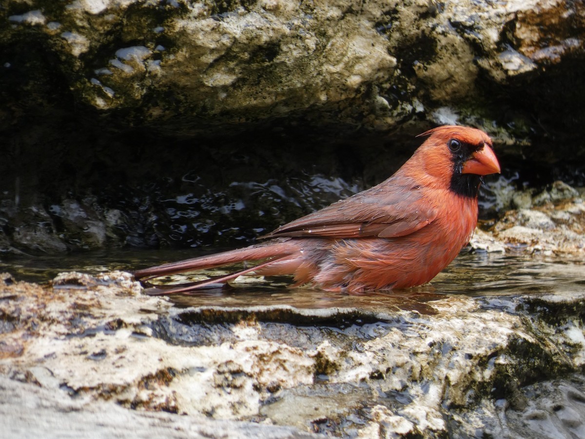 Cardinal rouge - ML618360344