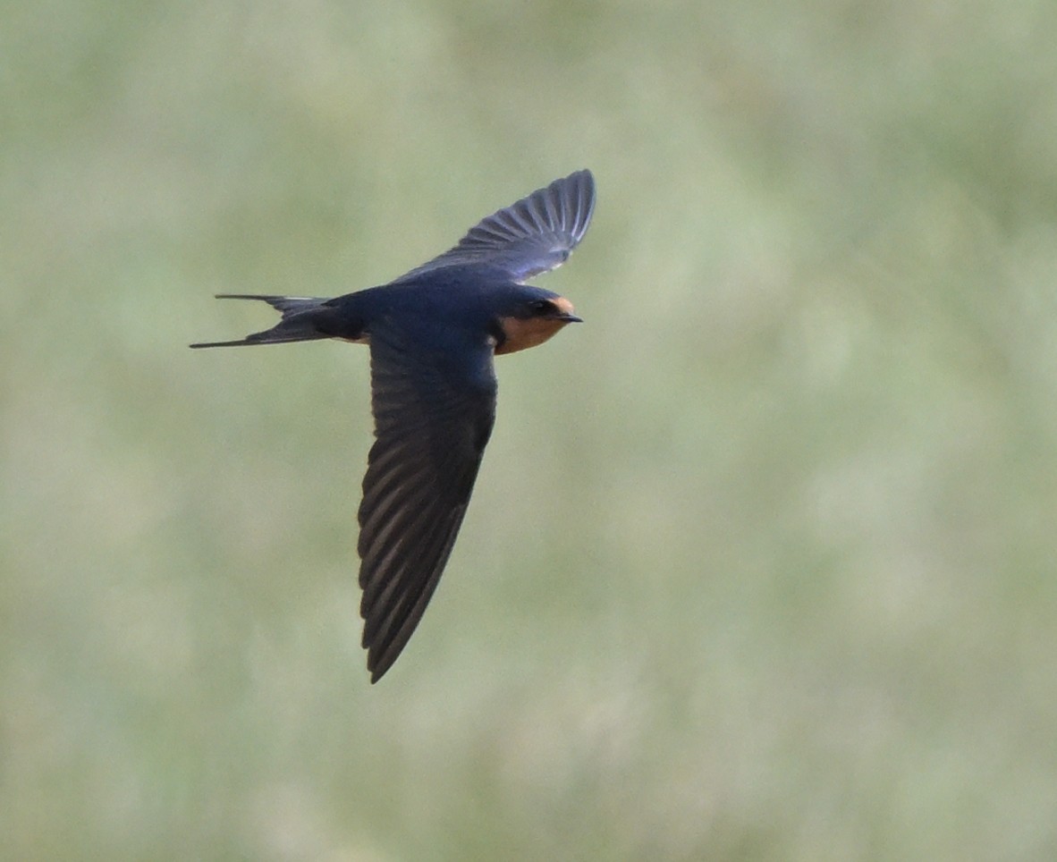 Barn Swallow - ML618360351