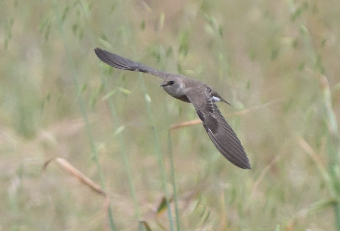 Northern Rough-winged Swallow - ML618360359