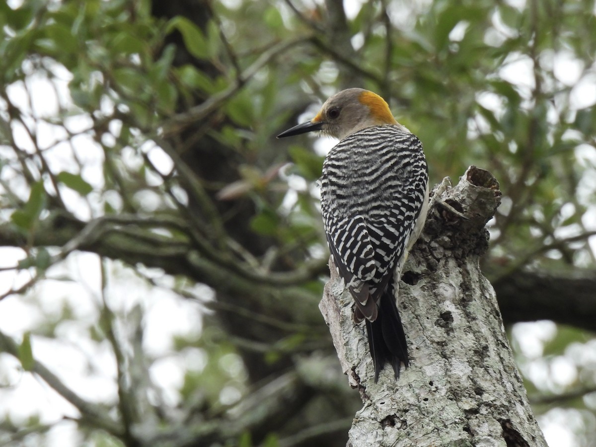 Golden-fronted Woodpecker - ML618360382