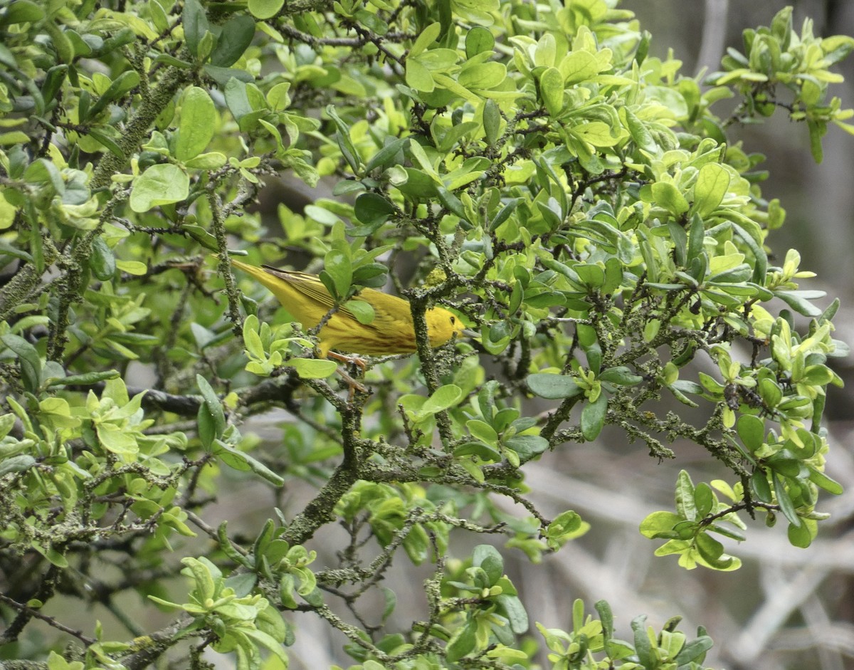 Yellow Warbler - ML618360396