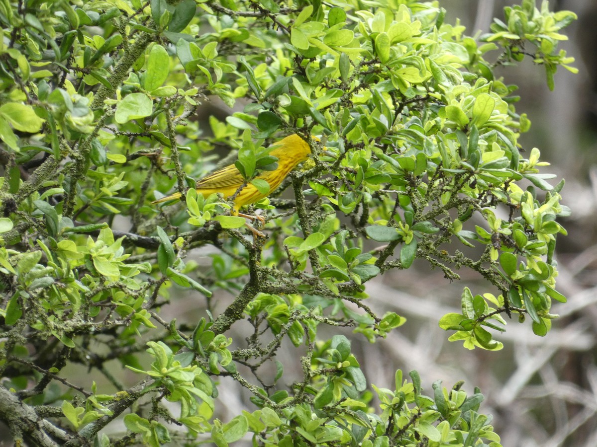 Yellow Warbler - ML618360402