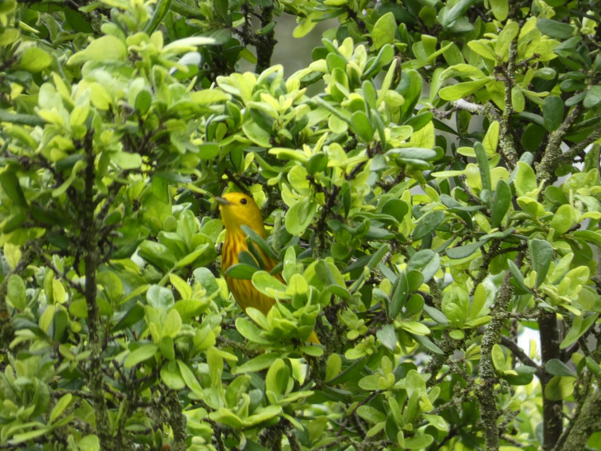 Yellow Warbler - ML618360412