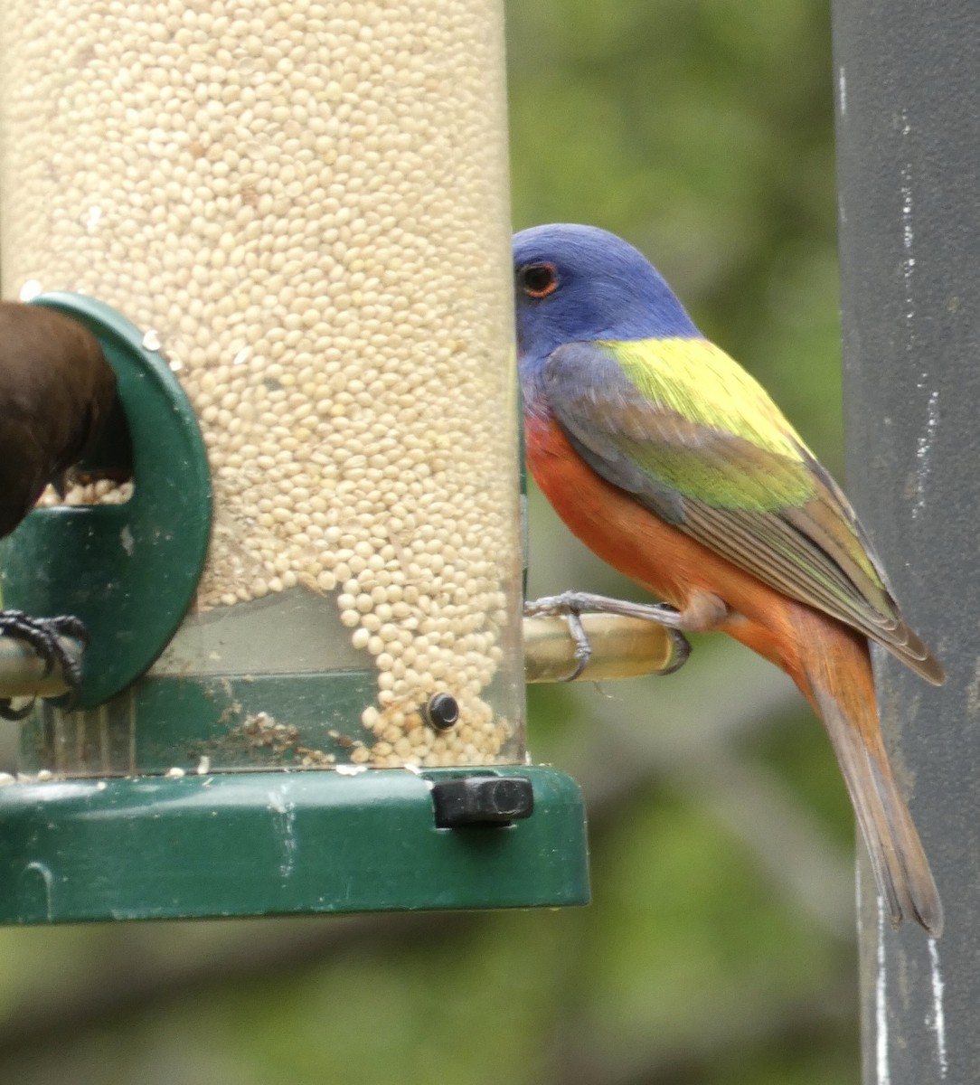 Painted Bunting - ML618360418