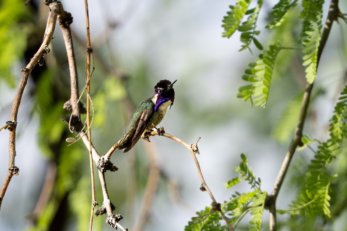 Costa's Hummingbird - ML618360422