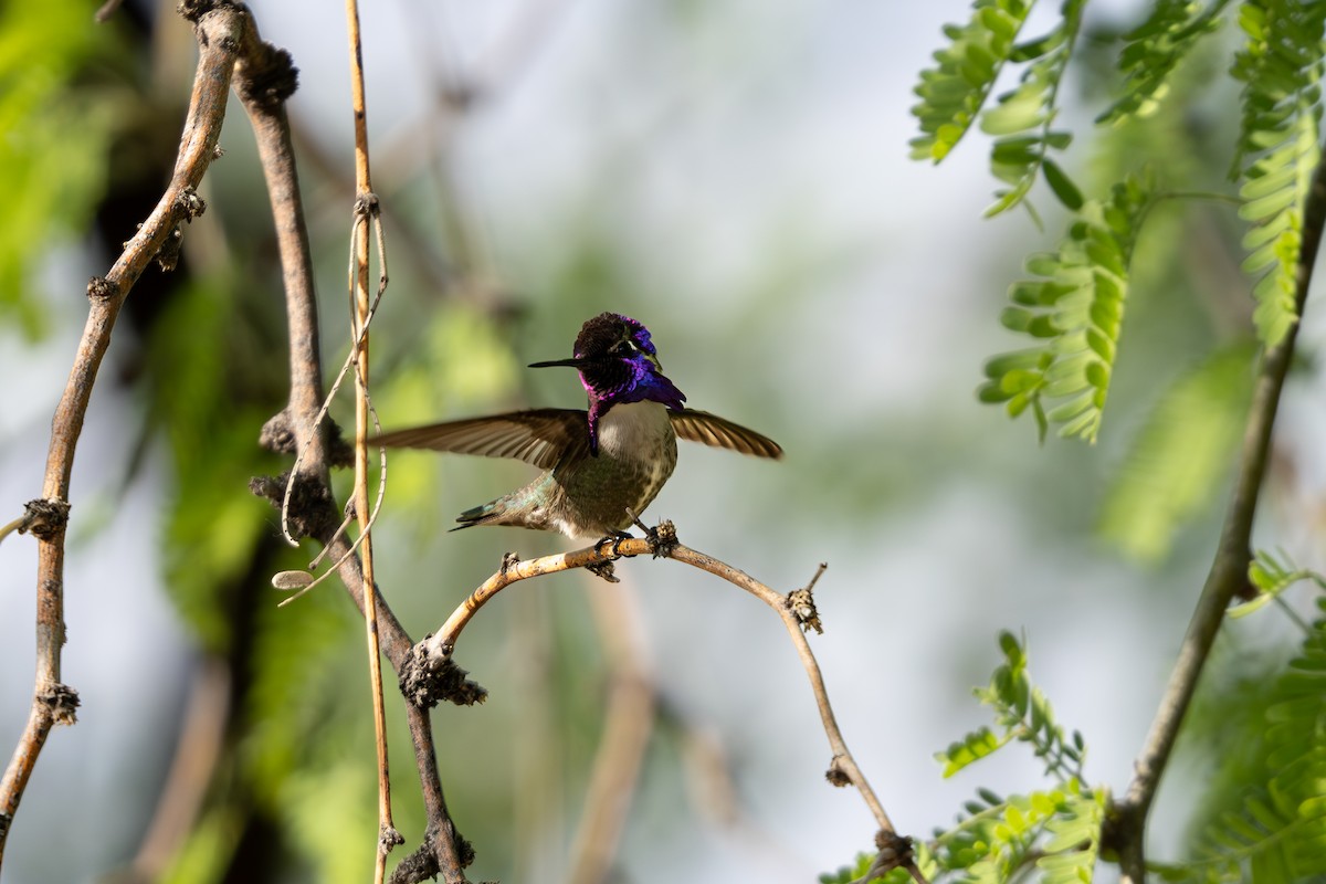 Costa's Hummingbird - ML618360423