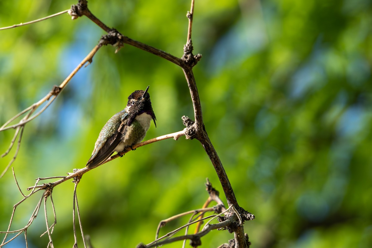 Costa's Hummingbird - ML618360424