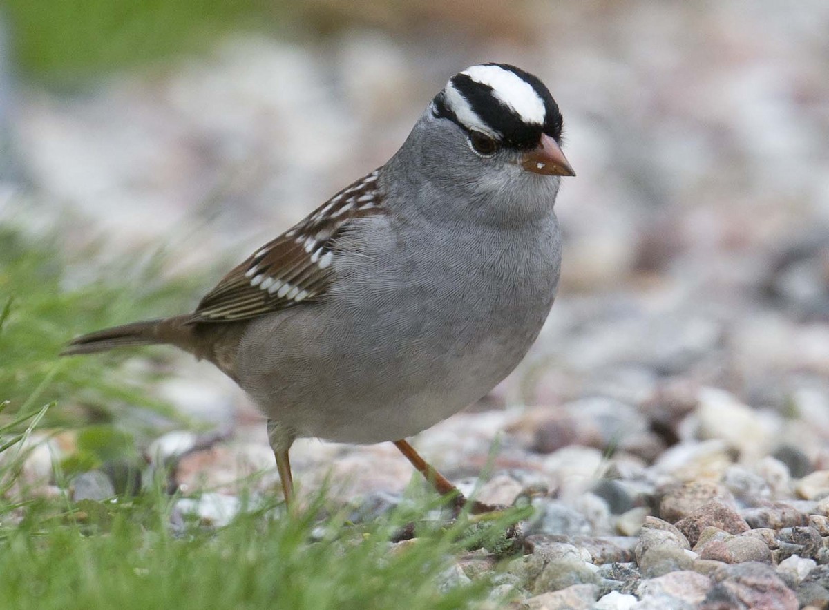 White-crowned Sparrow - ML618360434