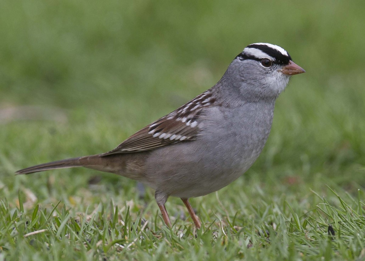 White-crowned Sparrow - ML618360435