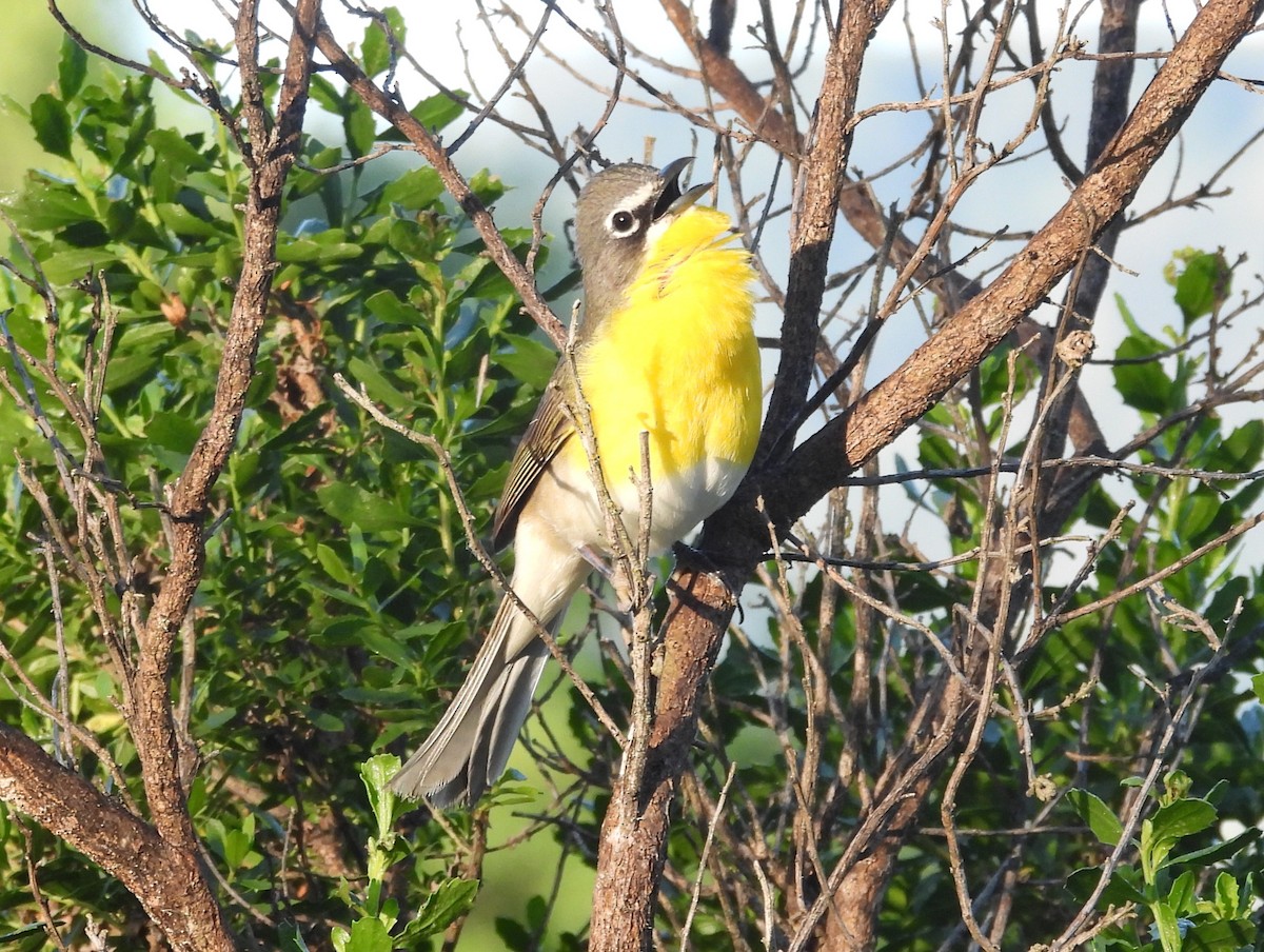 Yellow-breasted Chat - ML618360444