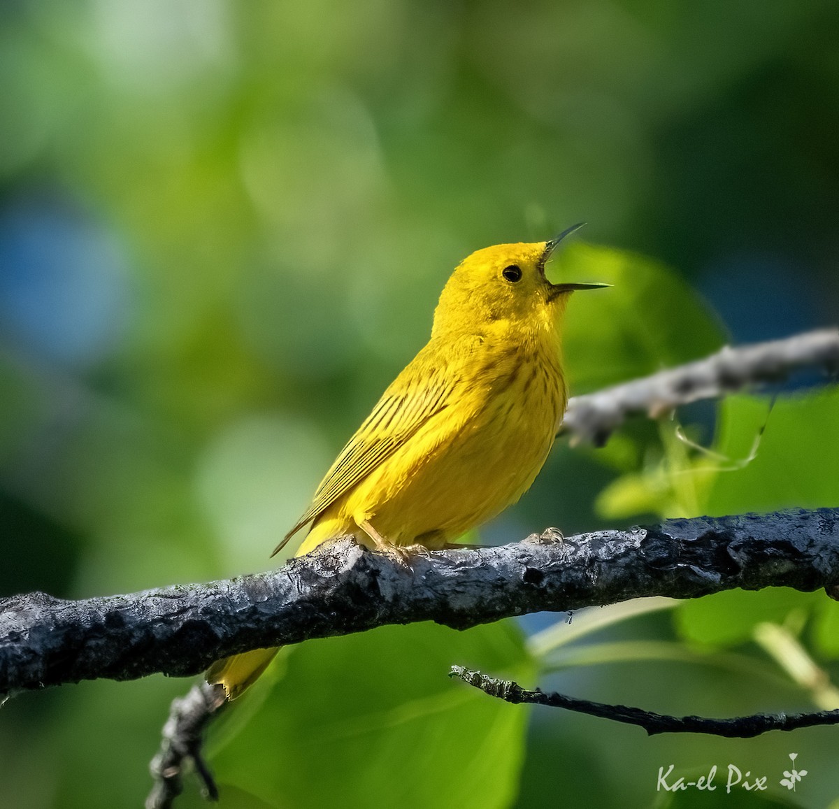Yellow Warbler - Ka-eL Dino