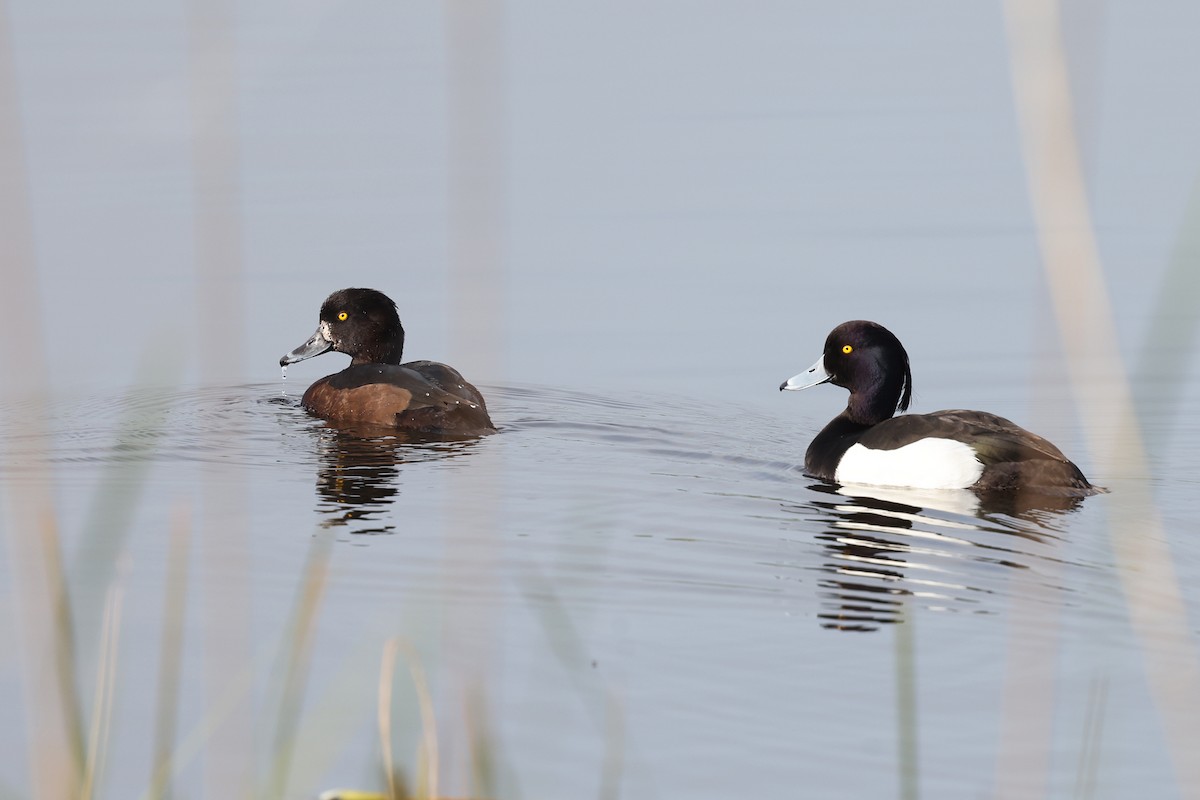 Tufted Duck - ML618360462