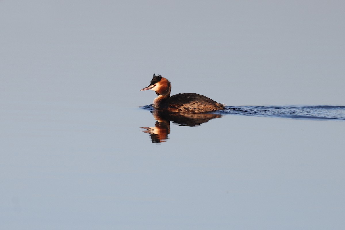 Great Crested Grebe - ML618360463