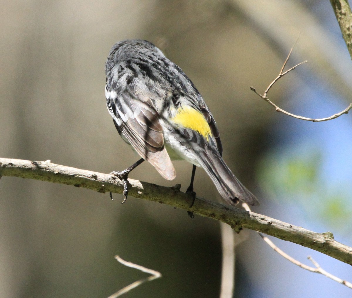 Yellow-rumped Warbler - ML618360468