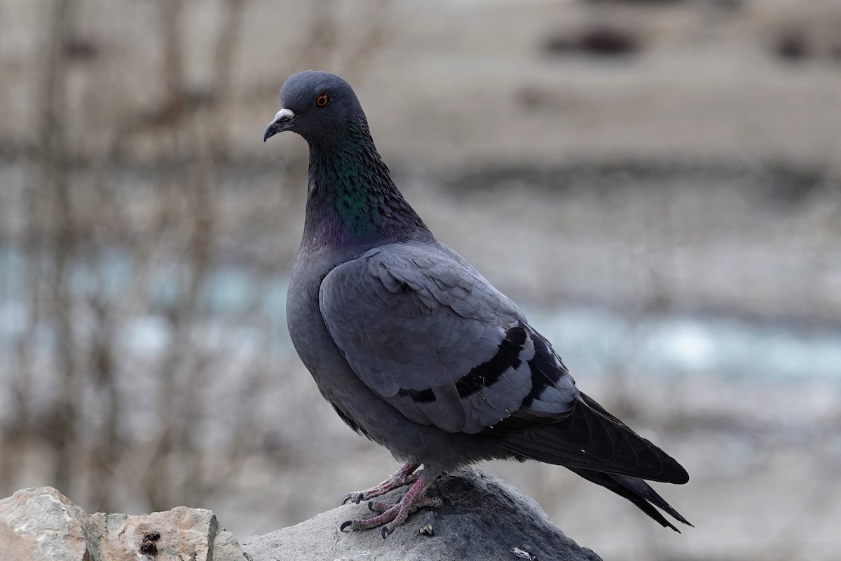 Rock Pigeon (Feral Pigeon) - Brecht Caers