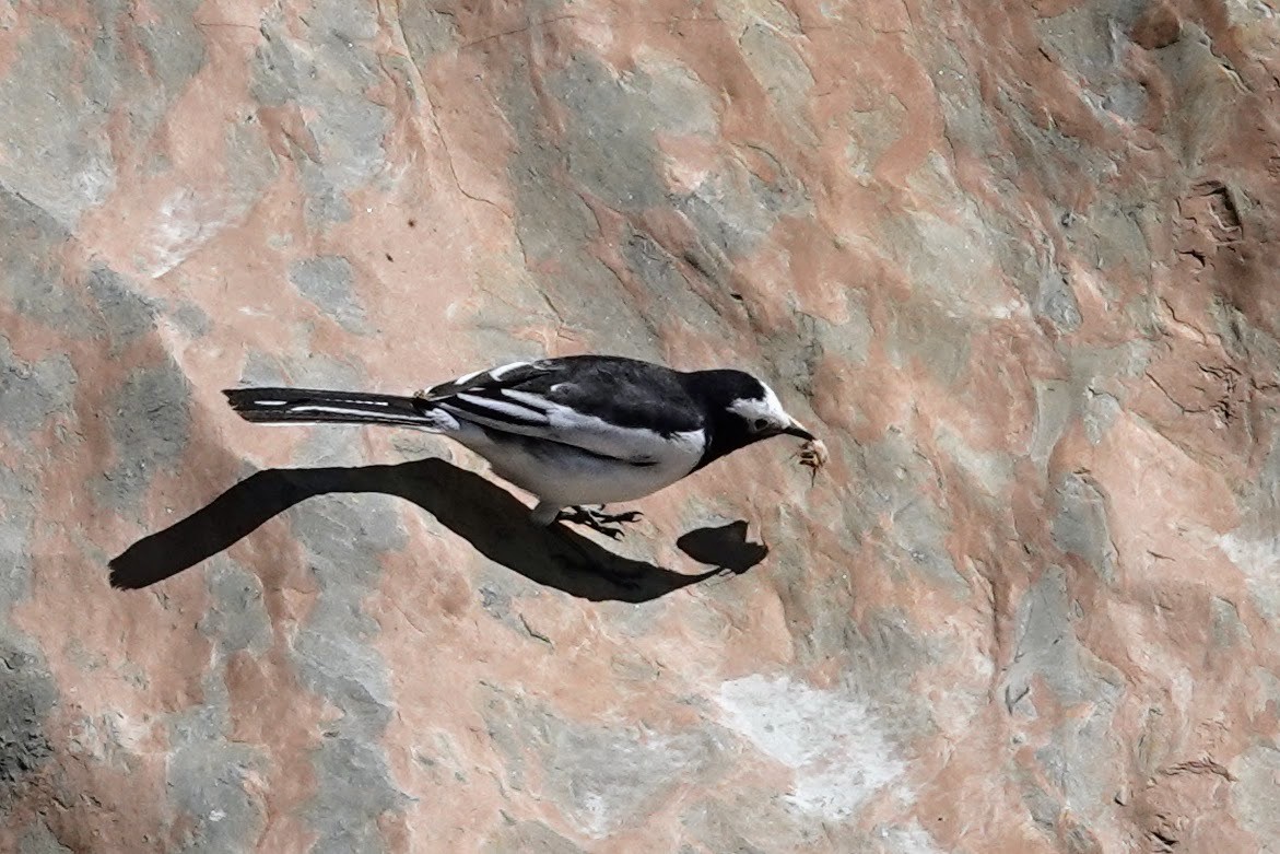 White-browed Wagtail - ML618360489